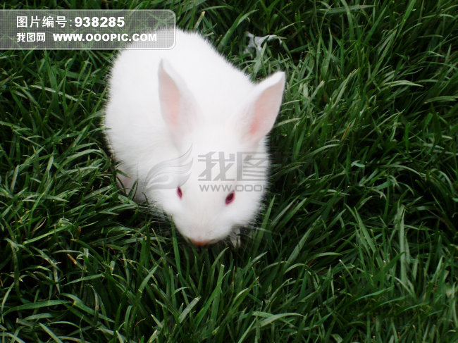 小白兔兔图片素材(图片编号:938285)_动物图片
